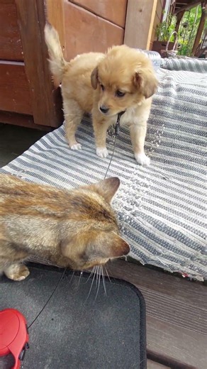 cats still feel weird around new dog