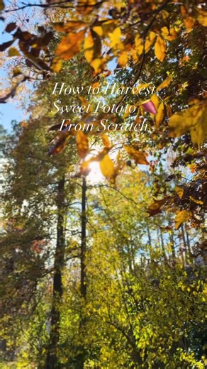 We explore my sweet potato harvest and discuss how gardening, like sports, offers hope and opportunity for improvement each season 🍂 🏈 Full Sweet Potato Gardening vlog out now on YouTube 📺 | Vitality Project