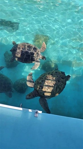 【2026.2.13】海洋博公園 ウミガメ館