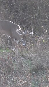 2.1K reactions · 45 shares | Absolute Iowa Hammer 歷 Can we fast forward to this view! : @_daniel_williams_ #deersociety | The Deer Society | Facebook