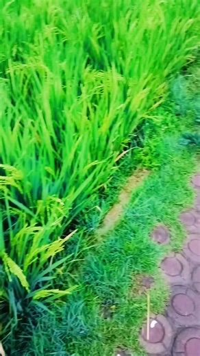 alam yang menyejukan #exsploregarut #garutpride🔥 #jelajahpedesaan #viralvidio