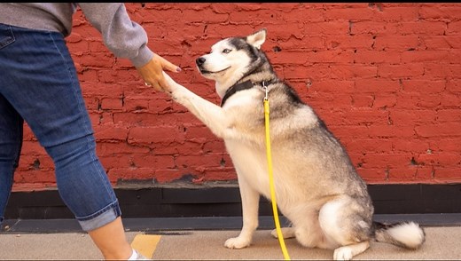 Reactive Dog Training That Changes the Way Your Dog Thinks If your dog barks, lunges, or overreacts on walks, you’re not alone—and it’s not hopeless. Our reactive dog program is designed to do more than manage the behavior. We focus on changing the way your dog thinks. Reactivity often comes from stress, insecurity, or overexcitement. Instead of trying to suppress those feelings, we teach your dog how to stay calm, confident, and in control no matter what’s going on around them. This isn’t about