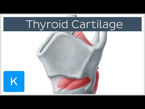 Thyroid Cartilage - Definition & Function - Human Anatomy | Kenhub
