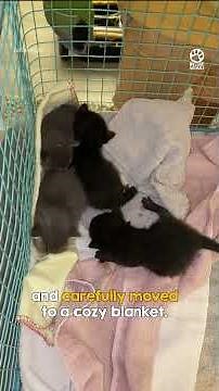 Couple makes cute discovery in ceiling 🥹