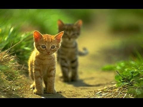 ❀ Kluci kočičí ❀ [HD]