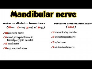 mandibular nerve branches | mandibular nerve anatomy mnemonics | medical_mnemonics786