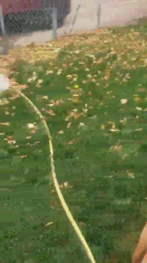 Boxer Lovers Rescue on Reels