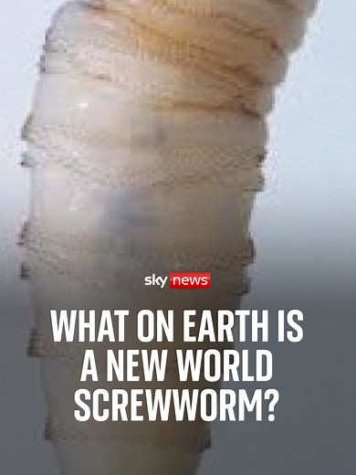 A flesh-eating pest spread by flies is being tackled and contained by officials in the southern US, where millions of sterile insects have been released to combat the problem. Authorities in Texas deny any risk to food chain as flesh-eating parasite cases in animals raise concern. #screwworm #texas