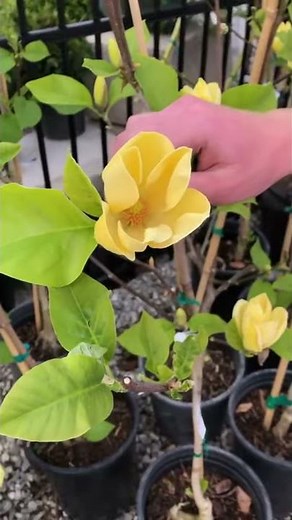 Plant of the Week: Yellow Bird Magnolia