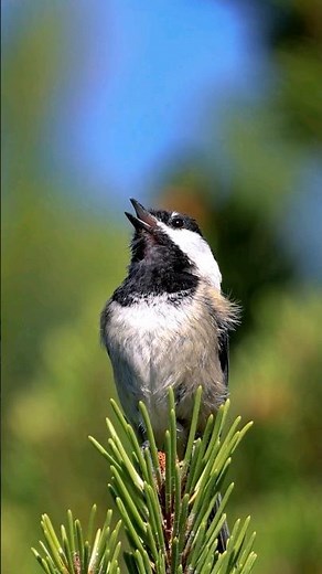 Hear the Adorable Black-capped Chickadee Calls!