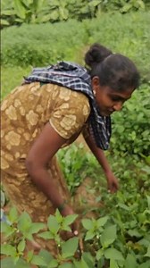 Large bundle of spinach