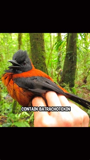 Hooded pitohui, the only poisonous bird in the world🤯