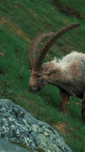 The Ibex have quite a sad history. #wildstrongholds