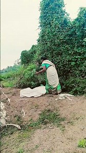 We went to pick the leaves of Avari 👍🌿