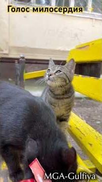A Voice of Mercy / A Drop 💧 of Warmth #cat #kitty #cats #recommendations
