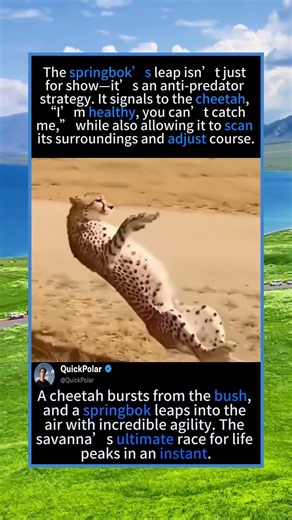 The Springbok’s Deadly Leap That Confused The Cheetah#Cheetah #Springbok #AfricanSavanna