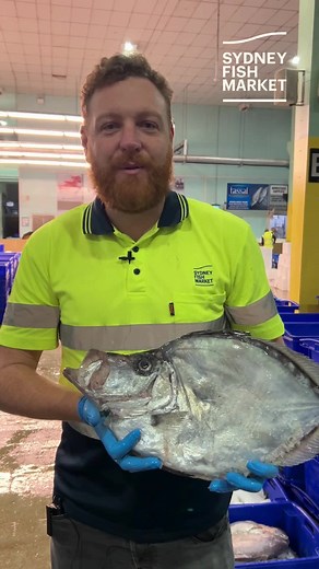 Let's discuss Dories with Adam! Have you seen how a Dory's mouth protrudes to capture its prey? #sydneyfishmarket #dories