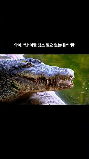 The whole world was fooled for 2,500 years? The shocking truth about the crocodile bird 🐊🤯