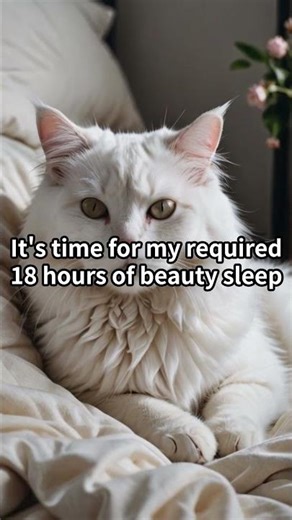 My Cat's VERY Demanding Morning Routine 👑😂