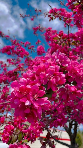 Beautiful crabapple flowers 🌸🌸🌸 #prairifire #crabapple #nature #photography #naturephotography #love #travel #photooftheday #instagood #beautiful #picoftheday #photo #instagram #naturelovers #art #landscape #like #follow #bhfyp #happy #sunset #ig #wildlife #summer #life #beauty #flowers #photographer #instadaily #usa #beautifuldestinations | It’s Amirah’s Diary