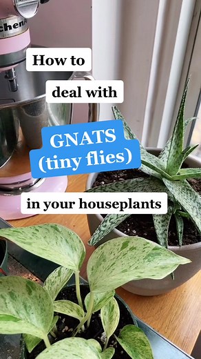 5 ways to get rid of one of the most common plant pests! #plants #houseplants #plantcare #planttips #lgbt #lgbtq #PetThings #planttiktok #plantpests