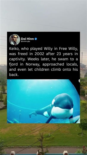 Keiko, who played Willy in Free Willy, was freed