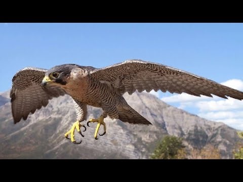 Falcon Sound 1 Hour HD Quality White Noise