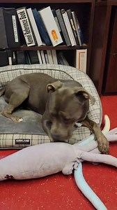 1.7K views · 148 reactions | Say hi to Smooch. As you can see she loves toys but is the most polite lady otherwise. You could put a treat on the counter at her eye sight and she will not even try to take it! She is such a good girl who has been with us for almost a year. Please ask to meet Smooch! | Pinal County Animal Care and Control | Facebook