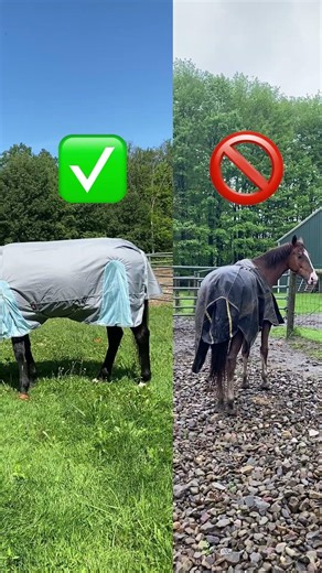 The Smarter Spring Sheet