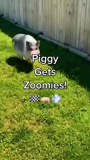 Funny Pig Animations: When Pigs Fly Compilation