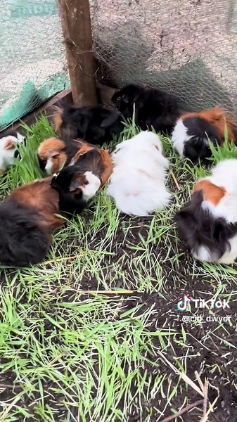 How to Grow Grass for Your Guinea Pigs