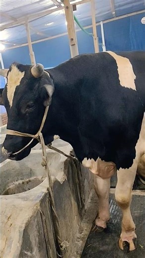 🇦🇺 Big Australian Bull | 69-70 Inch Giant Bull | Huge Bull Size & Power.