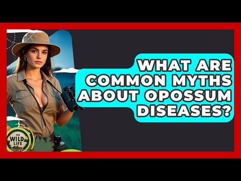 What Are Common Myths About Opossum Diseases? - The Wild Life Explorer