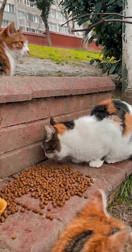 What's The BEST Cat Food For Your Pet?