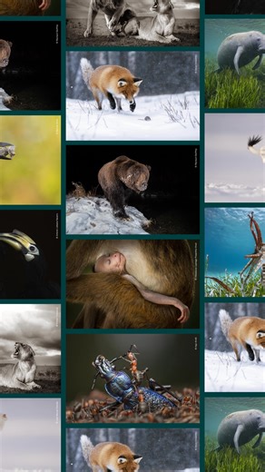 38 reactions · 14 shares | Join us at Chester Zoo as we host the awe-inspiring Wildlife Photographer of the Year exhibition as it celebrates its 60th year, open now until 6 April. ✨ Curated by the Natural History Museum London ️ Experience a visual journey into the world of wildlife  View nature through the lens of world-class photographers ️ Free with zoo admission and for members | Chester Zoo | Facebook