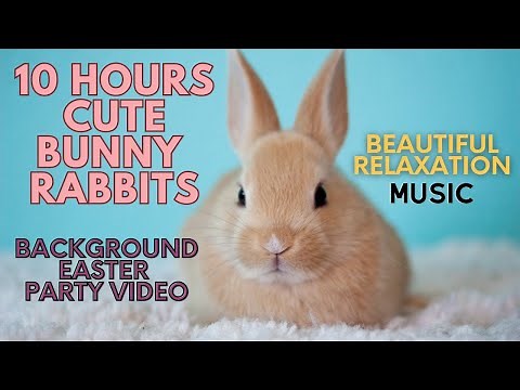 Unbelievable 10 Hour Video of Adorable Bunnies - REDUCE Stress Instantly! Perfect for Easter Party!