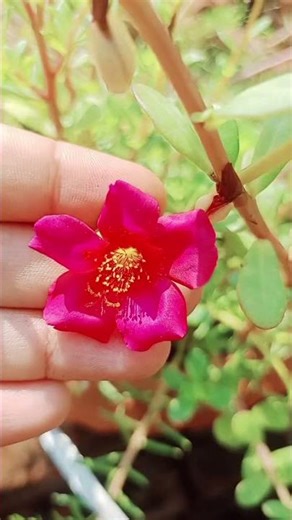 My garden tour 🥭🌹🌺🍒#1million # beautiful garden