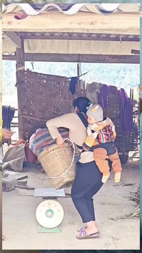 39K views · 517 reactions | Jual jambu #dagangan | Sinetral Merindu | Facebook