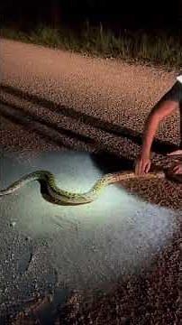 9 foot invasive python caught in Florida