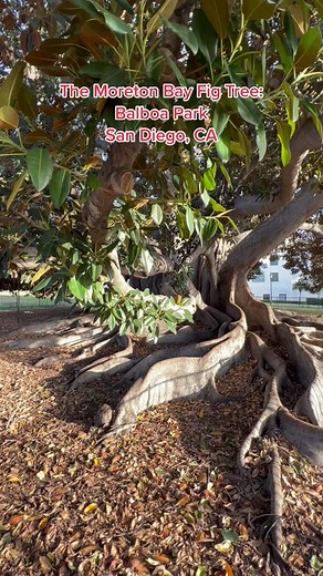 What’s the biggest tree you’ve ever seen?🌲😯#bigtree #trees #learnontiktok