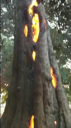 Devil Trees #nature #phenomenon #facts