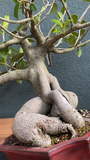 En noviembre de 2020 decidimos cambiarle el rumbo a este pequeño ficus. Lo trasplantamos a esta maceta de bonsái con un sustrato de cultivo aireado y nutritivo… y mira lo que sucedió con los años: El árbol llenó por completo la maceta de raíces y, a medida que creció, almacenó fuerza y recursos en cada parte de su estructura —raíces, tronco y ramas—. Hoy ha llegado el momento de un nuevo trasplante. Esta vez le daremos un ligero cambio de inclinación para resaltar mejor su carácter y aprovechar