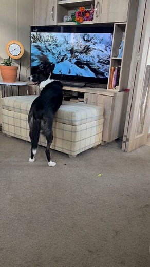 Barney the Tv border collie Part 19 | Stephen Kelleher