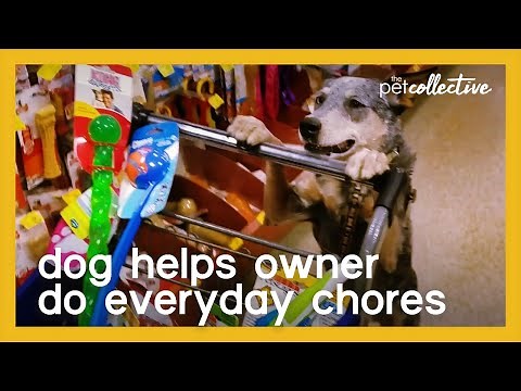 Well-Trained Dog Helps Owner Do Everyday Chores