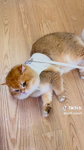 My Puff Daily Routine #puff #foryou #trending #viralvideo