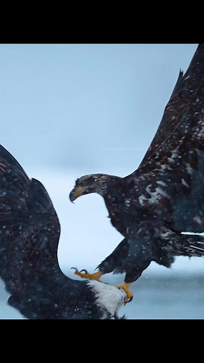 Surviving in the Eagle Lifestyle: A Youngster's Journey