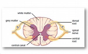 white mattergrey mattercentral canaldorsalrootspinalnerve... | Filo