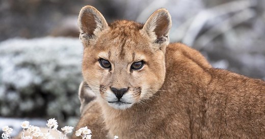Mother Puma Teaches Daughter How to Hunt