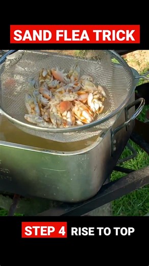 Blanching Sand Fleas #fishing #surffishing #sandfleas