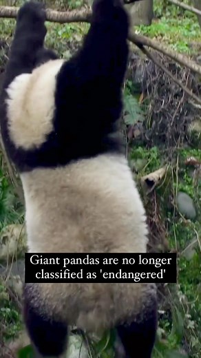 6.2K views · 44 reactions | Giant pandas are still considered a...